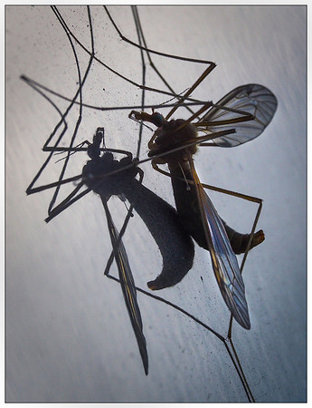 Texas Mosquito reflected Silhouette