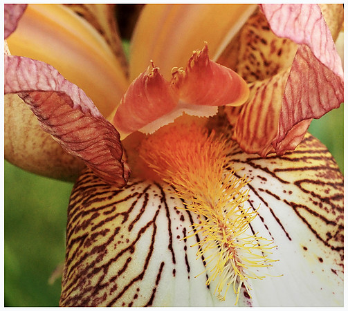 Mauve Iris center