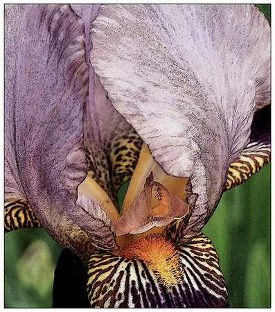 Lavendar Iris Sumi-e