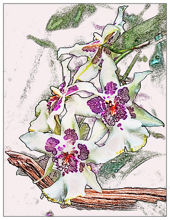 Purple and White Orchid drawn