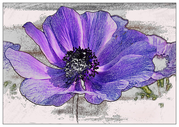 Purple Anemone drawn