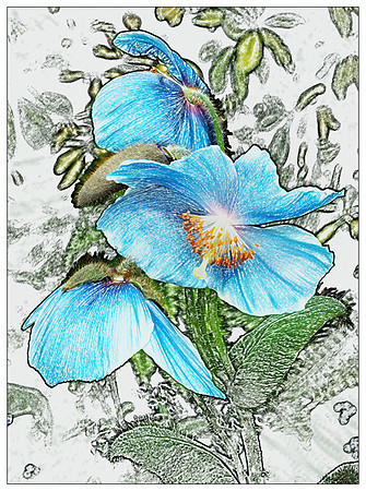Three Blue Poppies drawn