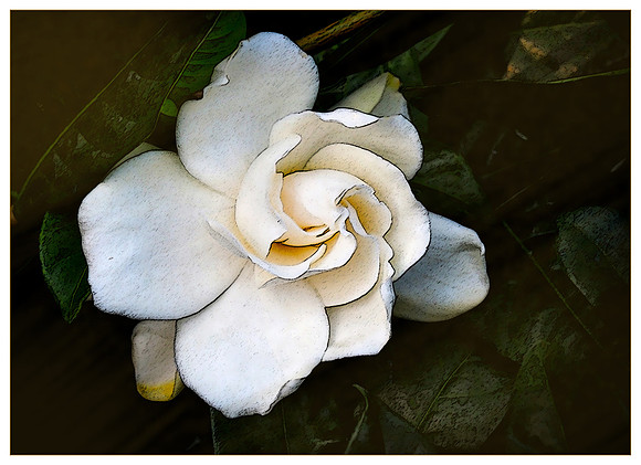 White Gardenia sumi-e