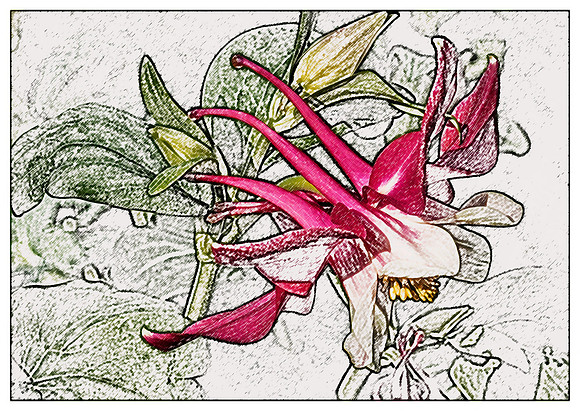 Red Columbine etched