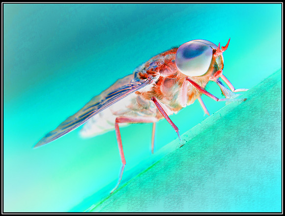 Psychedelic Fly