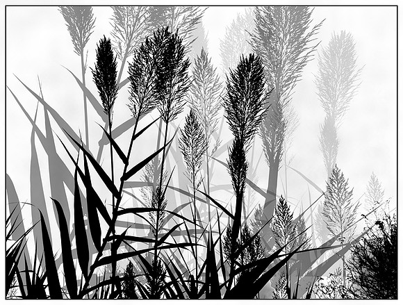 Pampas Shadows
